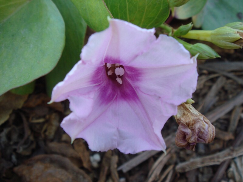 Calystegia soldanella
