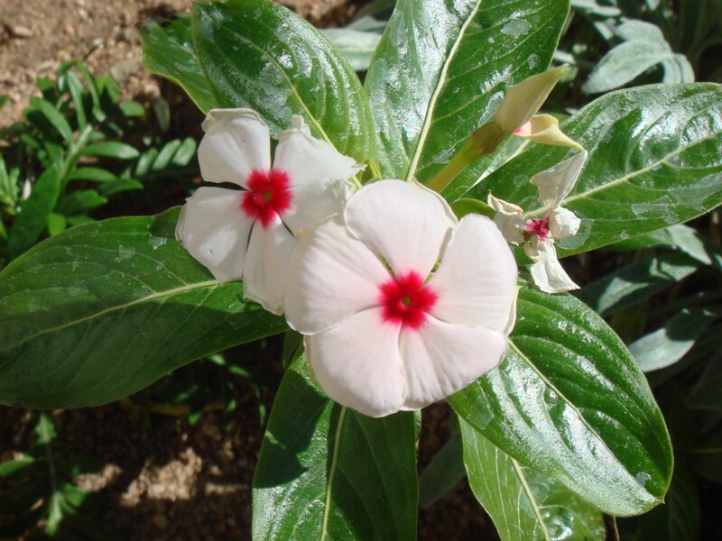 Catharanthus roseus