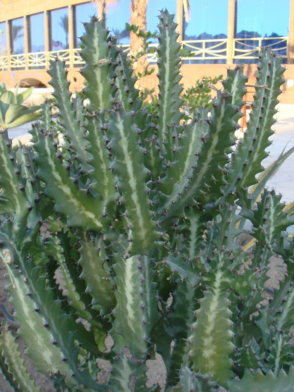 Euphorbia lactea