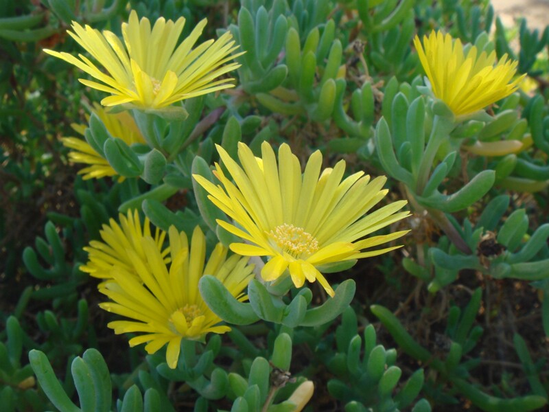 Lampranthus glaucus