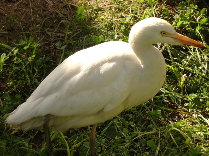 Сattle egret (Bubulcus ibis)
