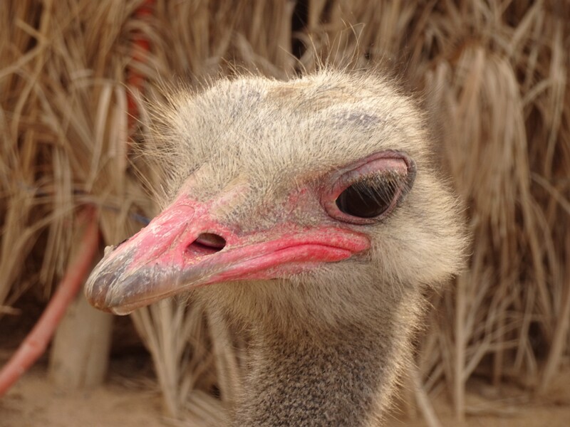 Common ostrich (Struthio camelus)