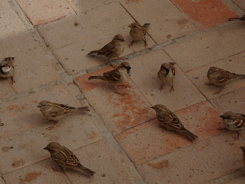 House sparrow (Passer domesticus)