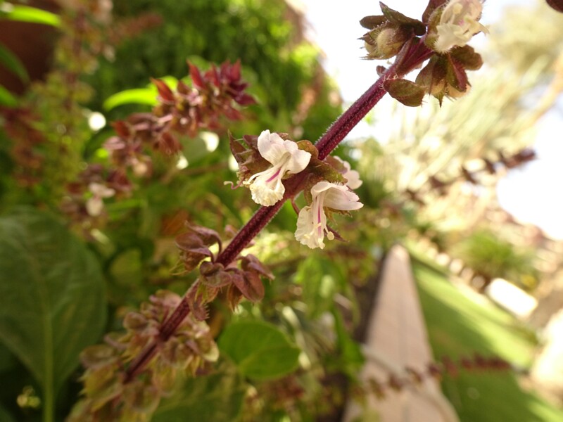 Basil (Ocimum basilicum)