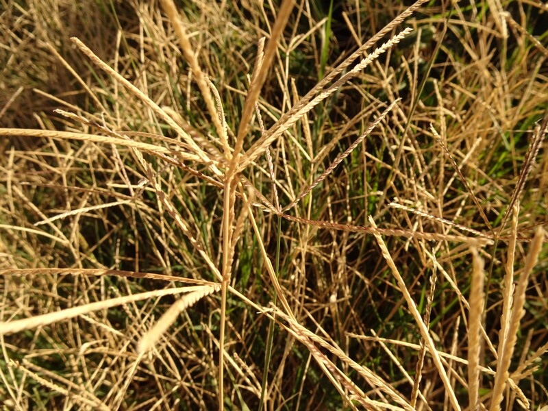 Bermuda grass (Cynodon dactylon)