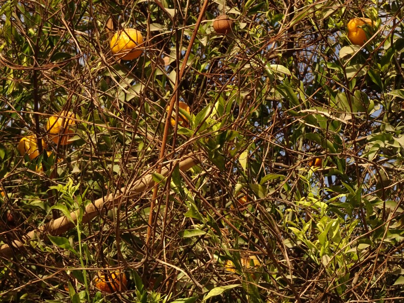 Bitter orange (Citrus aurantium)