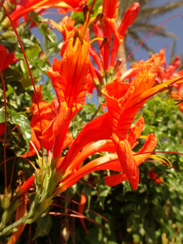 Cape honeysuckle (Tecoma capensis)
