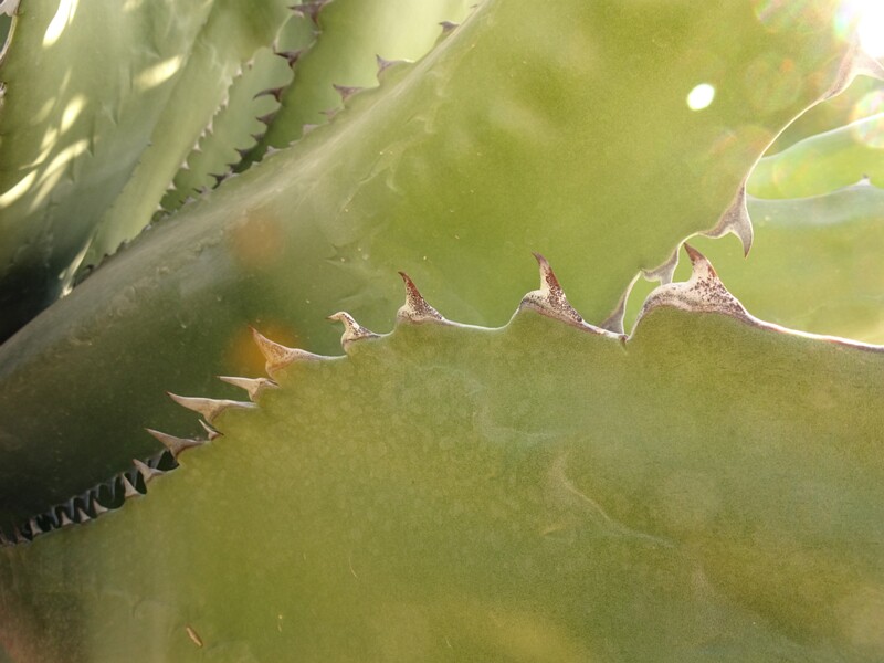Century plant (Agave americana)