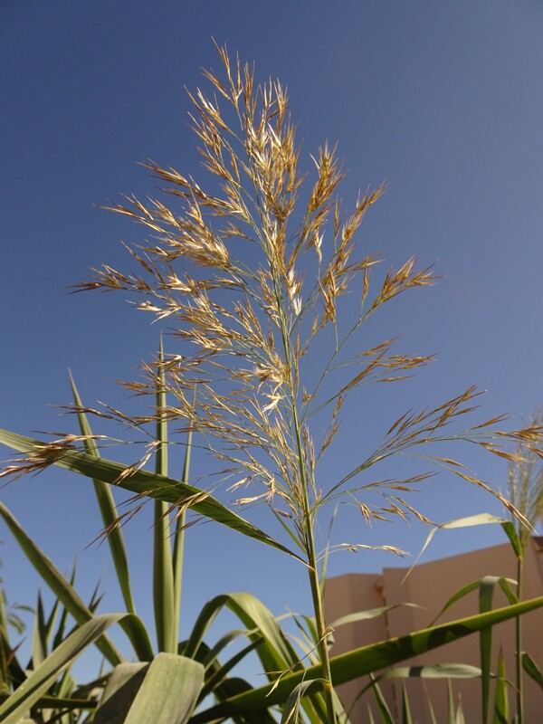 Common reed (Phragmites australis)