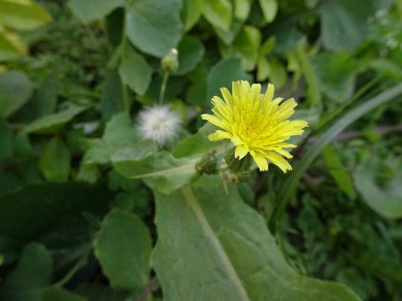 Common sowthistle (Sonchus oleraceus)