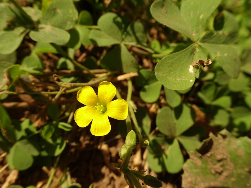 Creeping woodsorrel (Oxalis corniculata)