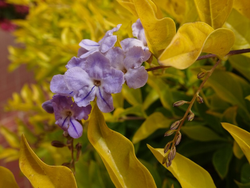 Golden dewdrops (Duranta erecta)