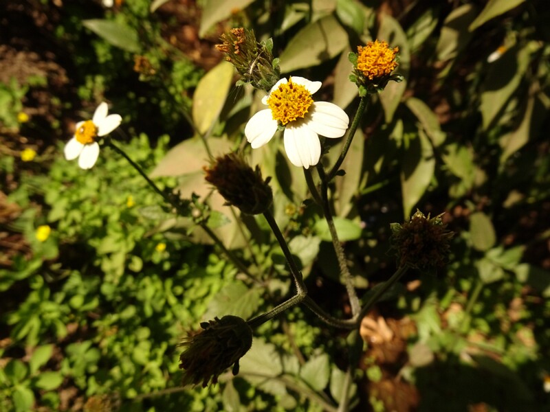Hairy beggarticks (Bidens pilosa)