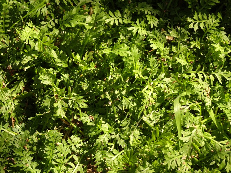Lesser swine-cress  (Lepidium didymum)