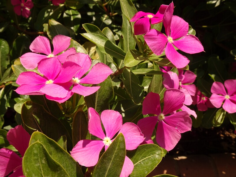 Madagascar periwinkle (Catharanthus roseus)