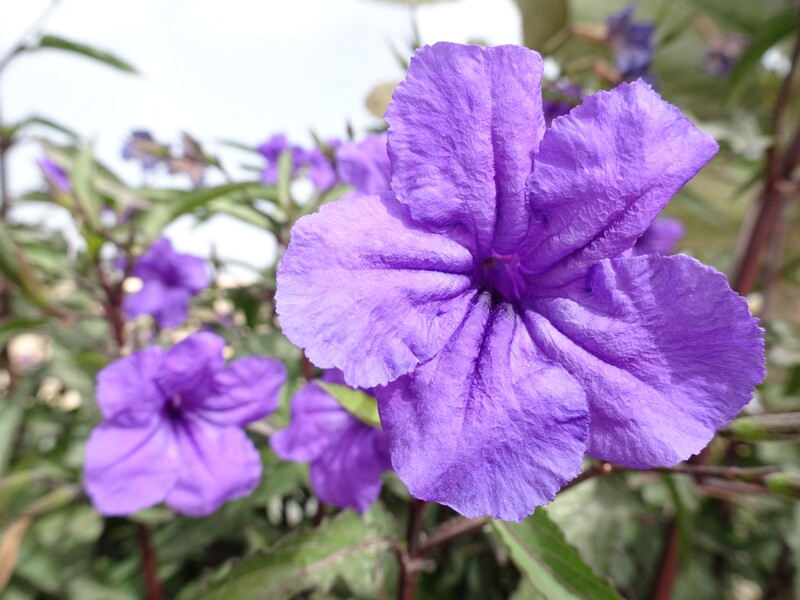 Mexican petunia (Ruellia simplex)