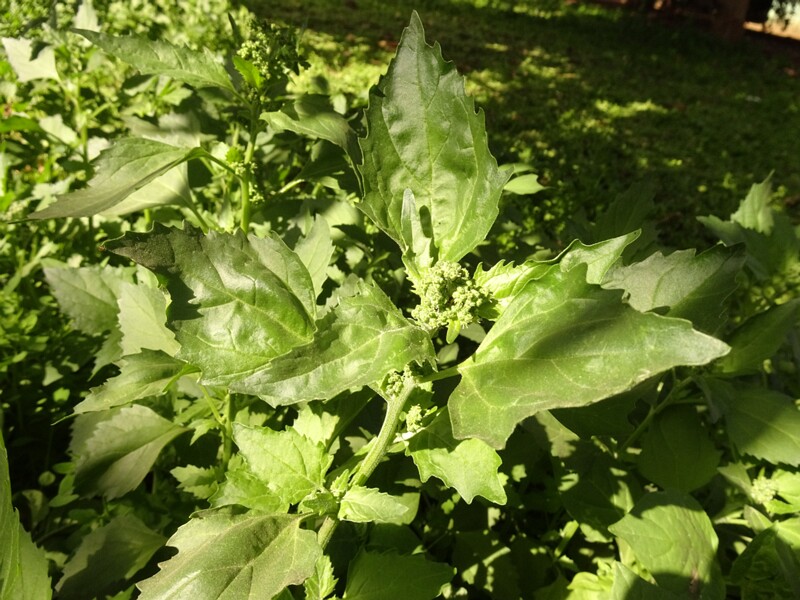 Nettle-leaved goosefoot (Chenopodiastrum murale)