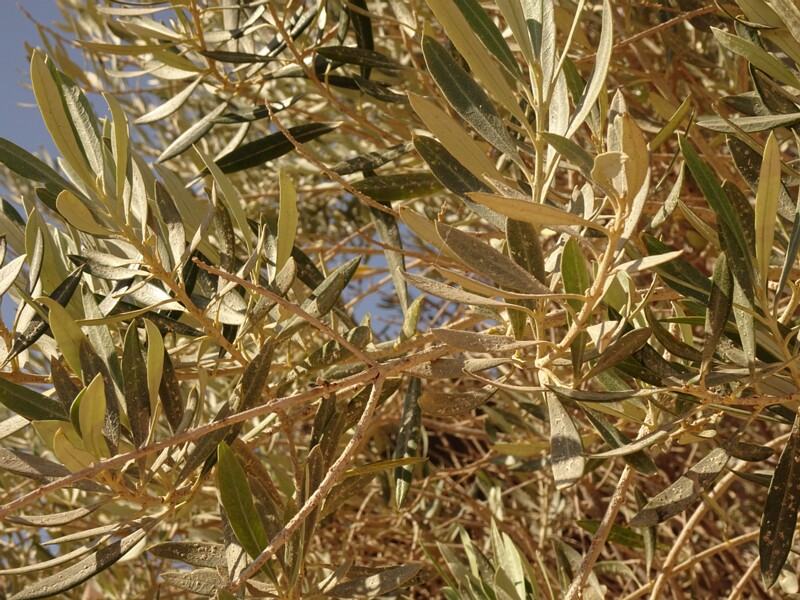 Olive (Olea europaea)