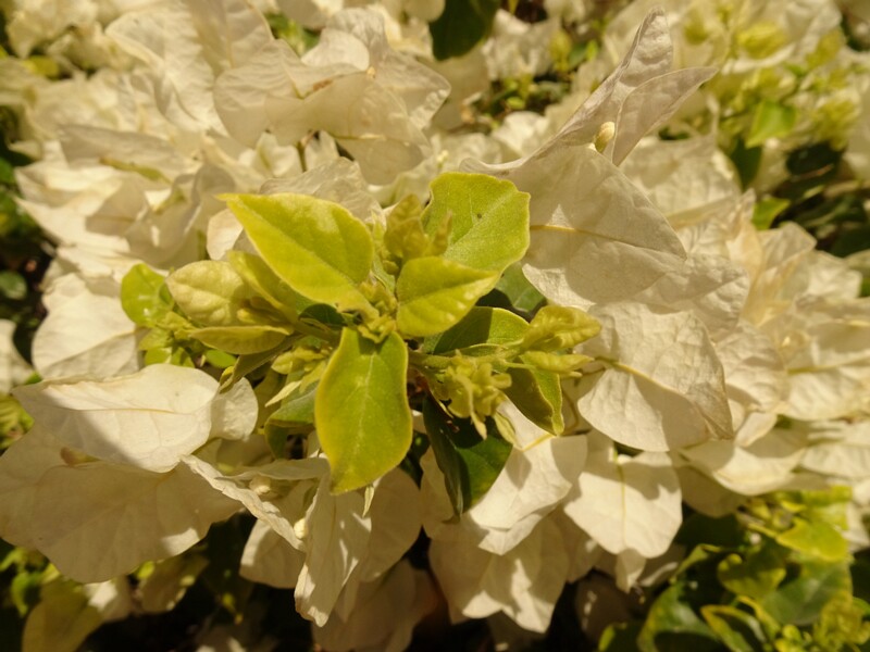 Paperflower (Bougainvillea glabra)