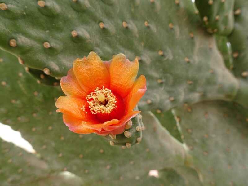 Prickly pear (Opuntia ficus-indica)