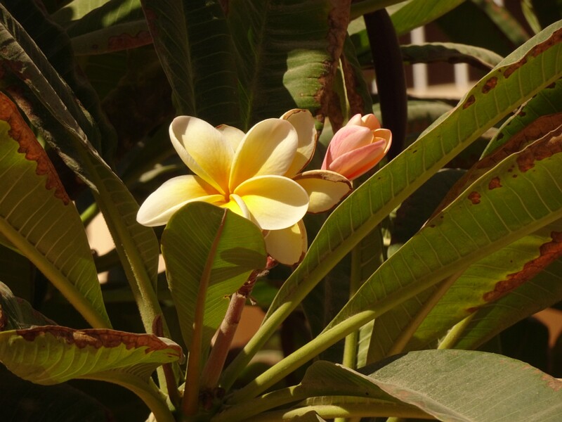 Red frangipani (Plumeria rubra)