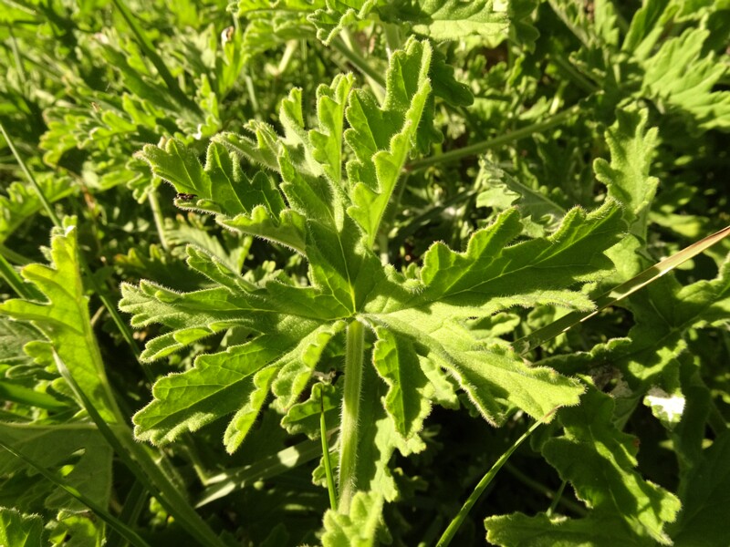 Rose geranium (Pelargonium graveolens)