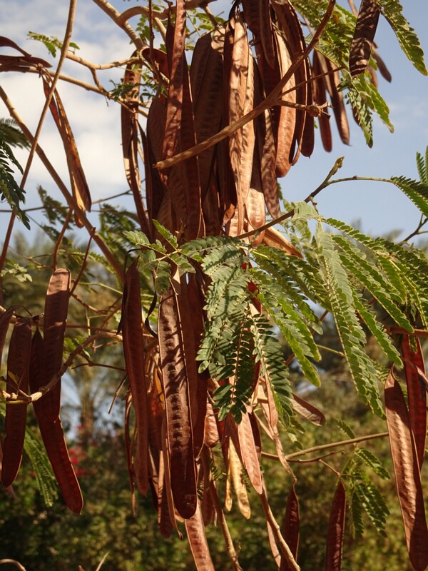 White leadtree (Leucaena laucocephala)